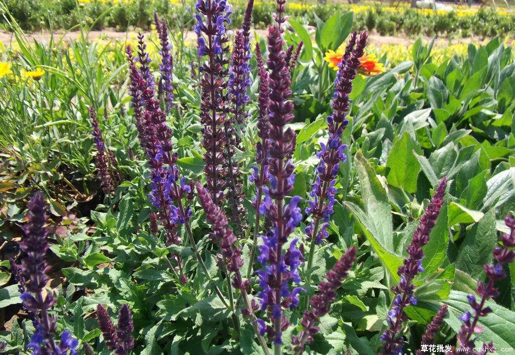 墨西哥鼠尾草(图5) 墨西哥鼠尾草实拍