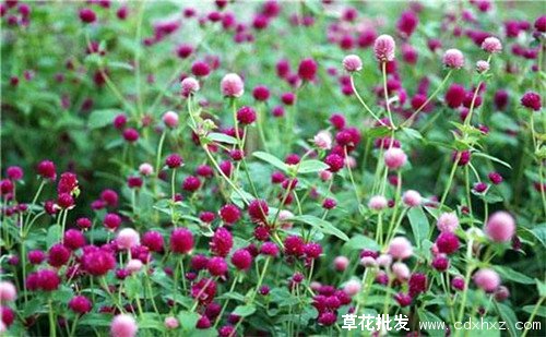 千日红图片基地实拍图