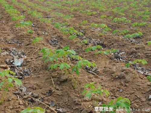 芍药花图片基地实拍图