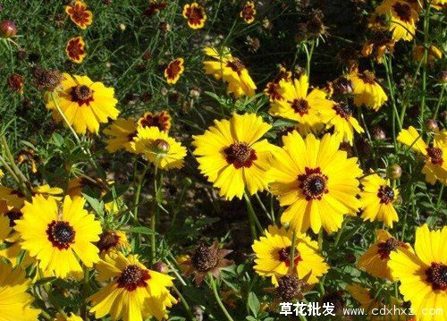 蛇目菊图片基地实拍图