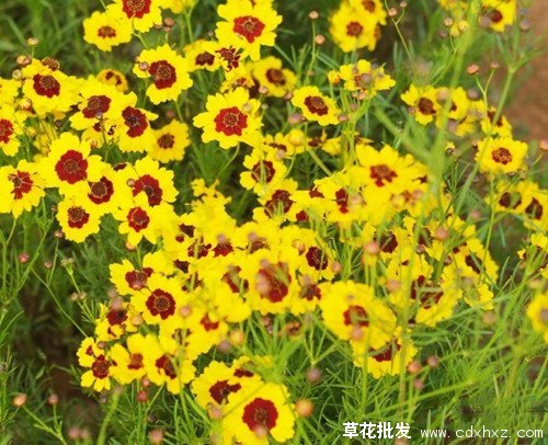 蛇目菊图片基地实拍图