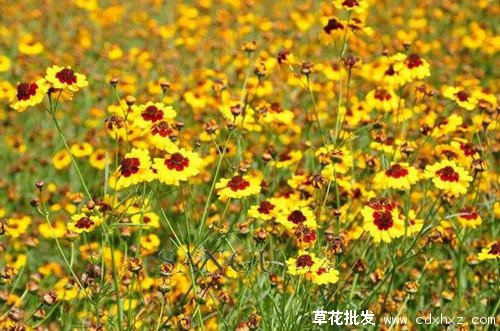 蛇目菊图片基地实拍图