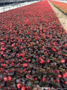 四季海棠是什么，四季海棠有几种花色