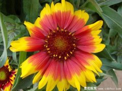 天人菊基地哪有，天人菊小苗基地批发报价