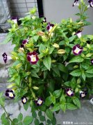 草花的种植密度是多少？