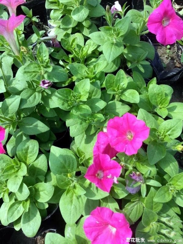 夏瑾花图片基地实拍图