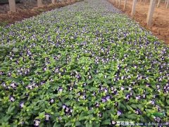 夏瑾花市场什么价格，夏瑾花采购去哪里