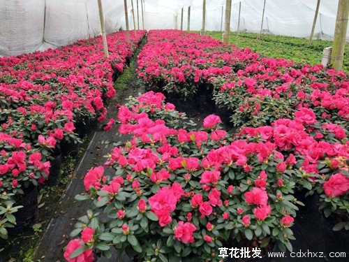 西洋鹃有几种花色