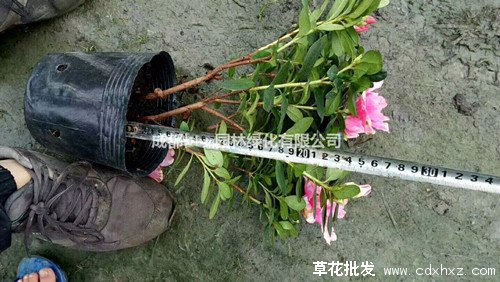 西洋鹃图片基地实拍图