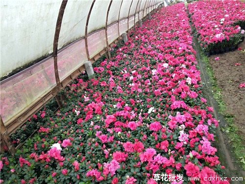 西洋鹃市场什么价格?