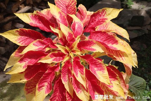 雁来红图片基地实拍图