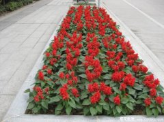 一串红哪里有卖，一串红供应哪里有