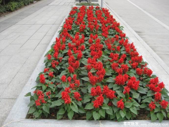 4月至6月的草花——一串红