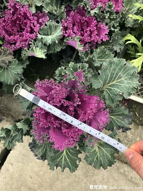 羽衣甘蓝图片基地实拍图