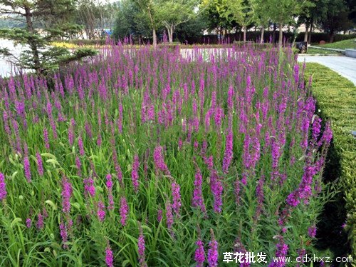 千屈菜图片基地实拍图