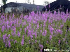 草花冬季怎么养？