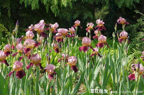 西伯利亚鸢尾图片基地实拍图