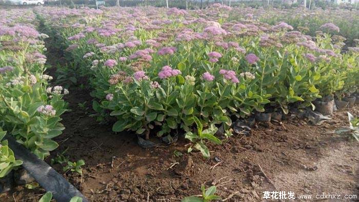 花海常用的宿根花卉图片