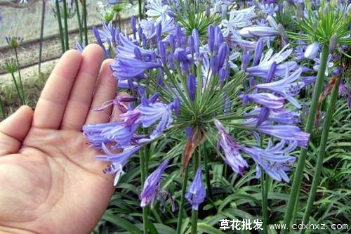 百子莲图片基地实拍