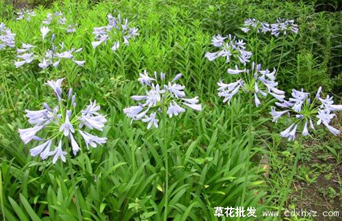 百子莲图片基地实拍