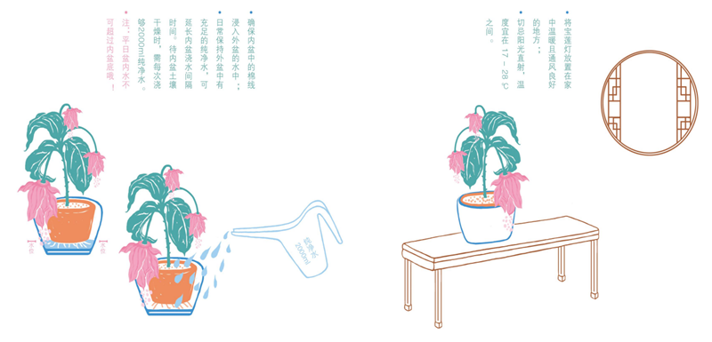 宝莲灯花的养殖方法和注意事项