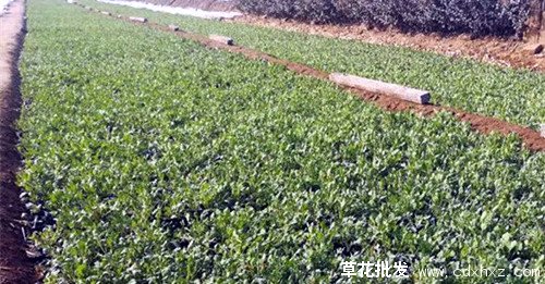 花海常用的宿根花卉图片