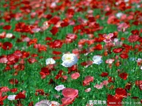 冰岛虞美人图片基地实拍图