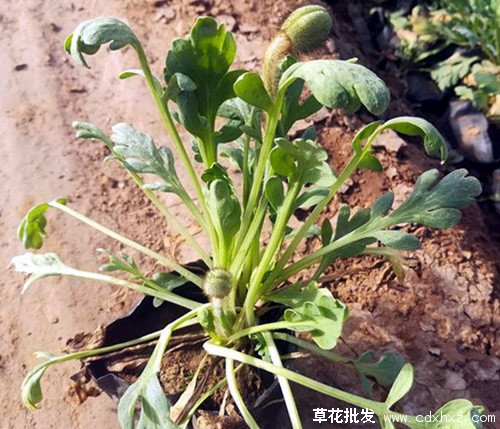 冰岛虞美人图片基地实拍图