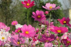 8月种植10月开花的草花有哪些？