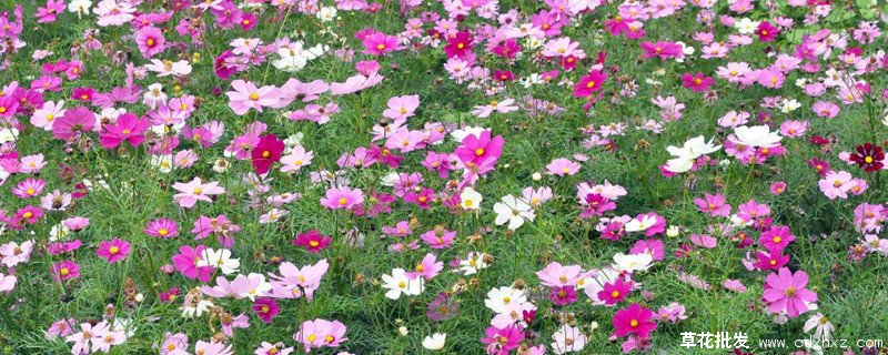 波斯菊和格桑花的区别你分得清吗?二者的区别其实非常明显