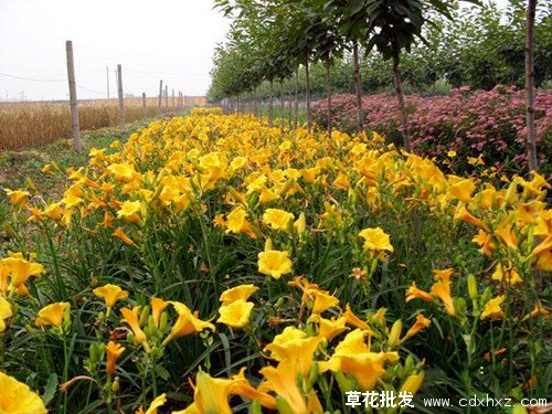 常绿萱草图片基地实拍图