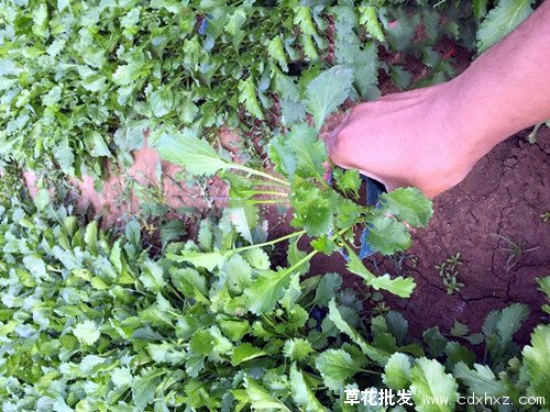 大滨菊小苗图片基地实拍图