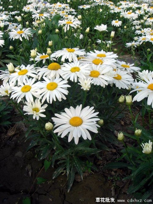大滨菊图片基地实拍图