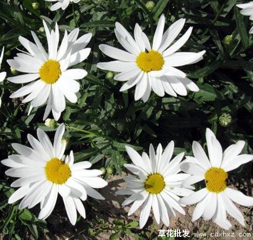 大滨菊图片基地实拍图