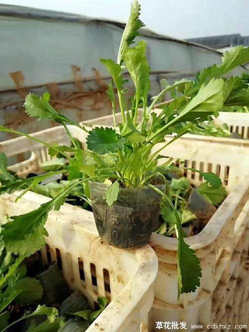 大滨菊小苗图片基地实拍图