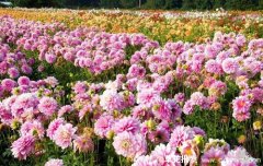 大丽花市场什么价格，大丽花采购去哪里