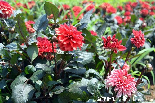 大丽花是什么,大丽花有几种花色