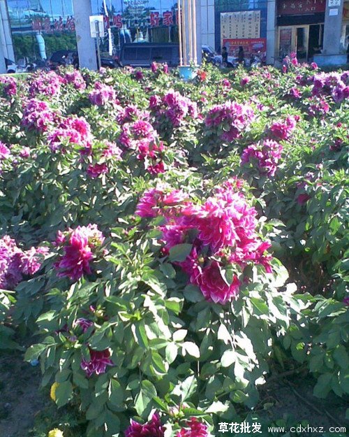 大丽花是什么,大丽花有几种花色