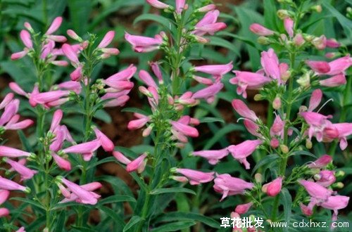 钓钟柳图片基地实拍图