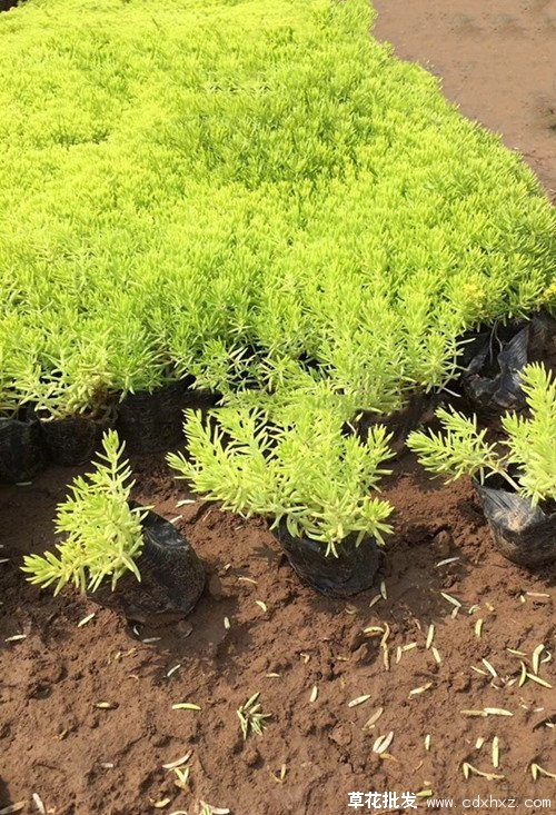 佛甲草图片基地实拍图