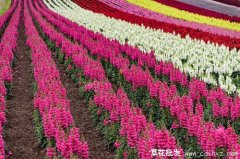 福禄考多少钱一株？