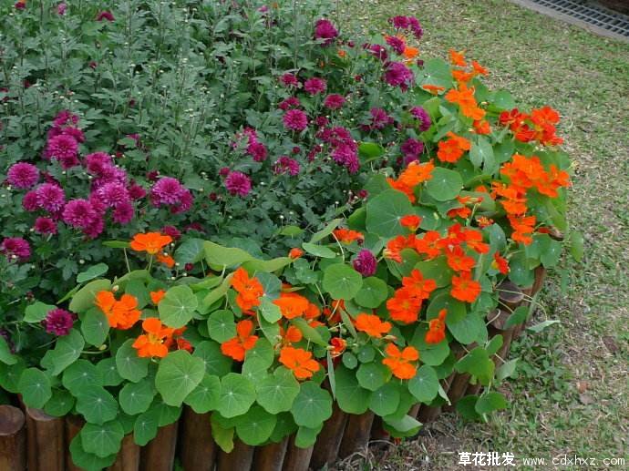 施肥后美丽的旱金莲草花图片