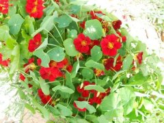 哪些宿根花卉不会花越来越少？这三种宿根花卉开花每年递增，越开越多！