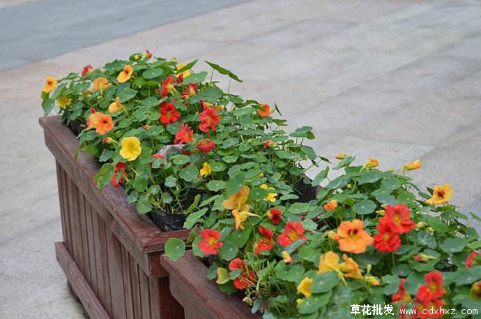 花海常用的宿根花卉图片