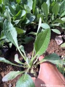 黑心菊报价哪家便宜，黑心菊多少钱一株