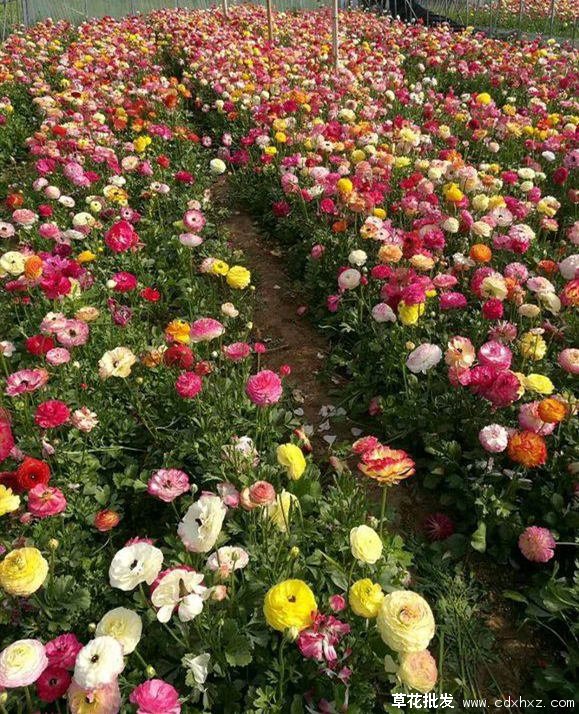 花毛茛基地实拍图片