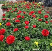 草花适合哪个季节播种？