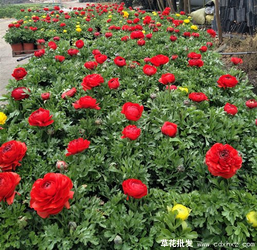 北方春天开花的宿根花卉有哪些?