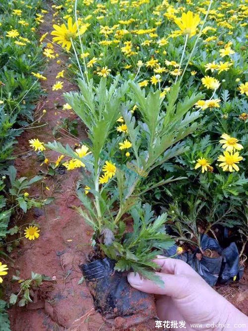 黄金菊(图3) 黄金菊图片基地实拍图