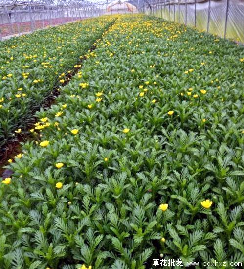 黄金菊(图6) 黄金菊图片基地实拍图